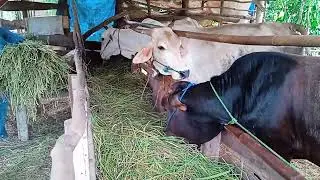 SUASANA DI DESA || ADA ANAK SAPI TANPA EKOR