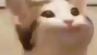 discord cat meme