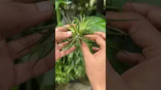 Air plants part 1 #garden #houseplants #jishnuuthaman #home #indoorplants