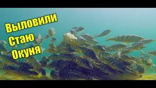 Столько Окуня мы еще не ловили!!! Рыбалка 2020