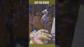 unbelievable facts 🤯 #youtubeshorts #mindblowingfacts