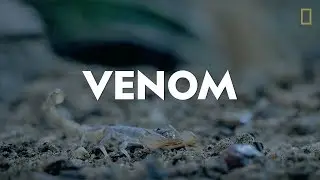 Definitions in the Field: Venom