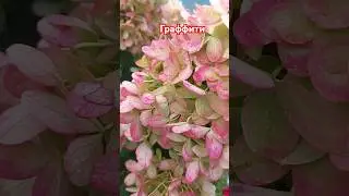 Гортензия Граффити #гортензииметельчатые