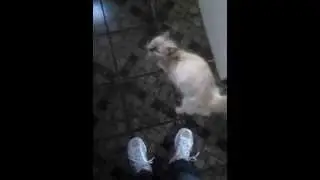 Gata conversando com a dona