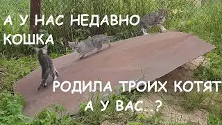 КОТЯТА ИГРАЮТ