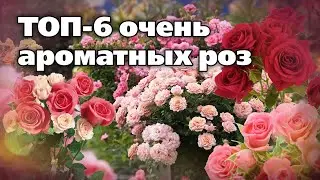 Сорта роз, которые отлично зимуют, устойчивые и дивно пахнут. Проверены на Урале