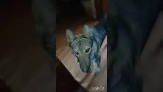 волчок Рич