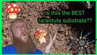 Is this the best tarantula substrate?? #substrate #tarantula