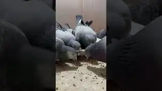 "Great results start with dedication! 🕊️✨" The young pigeons are currently racing in NL and BE.