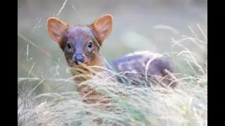 Our new pudu fawn has a name!