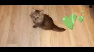 Пушистики милашки отдыхают 🥰🤗😸