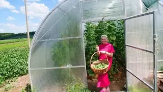 Preparation of a very tasty and tender salad for the winter from cucumbers according to the recipe