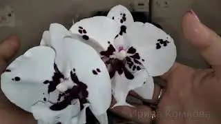 Цветёт орхидя биг лип, без названия.