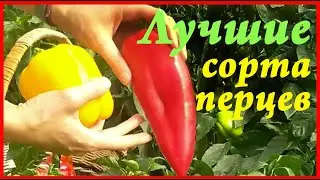 Лучшие сорта перцев для заморозки, заготовок, хранения, использования. Какие семена сажать