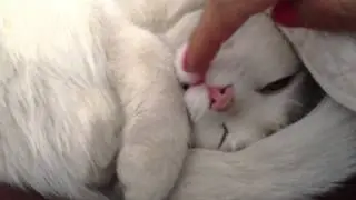 Белая кошка спит
