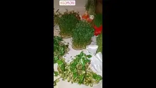 СЕМЕНИ. Как прорастить Семени. Праздник Весны - Новруз