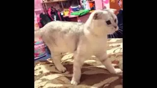 Smart cat
