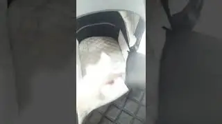 коляска для новорожденных peppy monaco