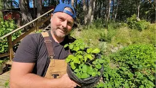 POTATO GROW BAGS