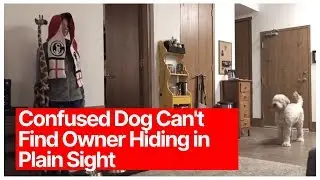 Confused Dog Can't Find Owner Hiding in Plain Sight