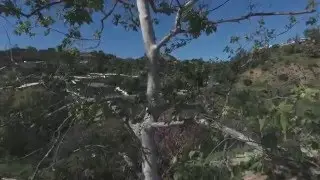 Phantom 4 D-Log Raw Footage at 4K