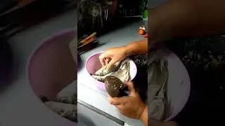 mancing dapet wader masak apa nih?😉😉#shorts #viral #shortfeed #subscribe