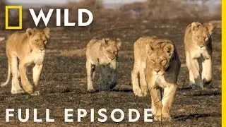 Tanzania: The Ultimate Wildlife Showdown