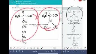 ALEKS: Identifying and drawing peptide bonds