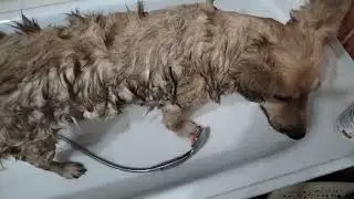 купаем собачку из приюта #собакаизприюта #собакаулыбака #большаясобака