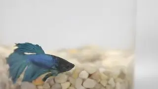 Ocean acidification explained in two minutes