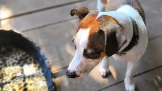 Jack Russell Terrier. The VERY FIRST thing you should do when training your dog.