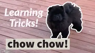 cute CHOW CHOW puppy learns a TRICK! - Shake a Paw