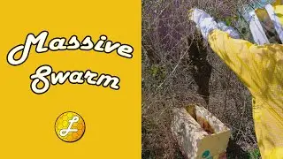 Lorobbees: Adventures in Beekeeping - Capturing a Swarm in the Blackberry Bushes