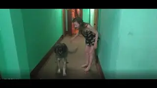 Лица с низкой социальной ответственностью и их неадекватные питомцы
