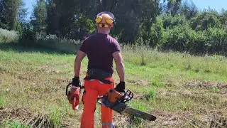 ✅Валка огромной двуствольной липы в заданном направлении✅ #logger #lumberjacks #arborist #chainsaw