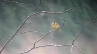 Kucsmás sármány at Albertirsa, Hungary, Black-headed Bunting (Emberiza melanocephala)