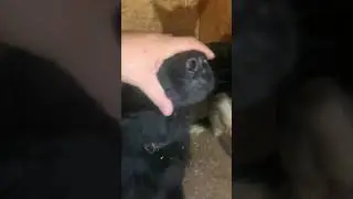 Вот это зубы 😨