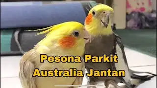 Pesona Parkit Australia Jantan || Male Cockatiel Charm