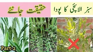 cardamom plant | cardamom plant growing at home | green elaichi plant | sabz elaichi ka podha | ctv