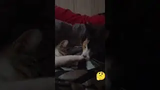 is mango upset with snowbell? 