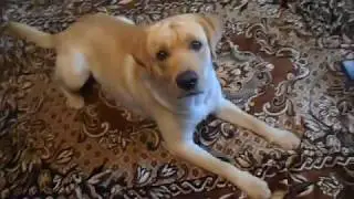 Лабрадор приносит тапочки