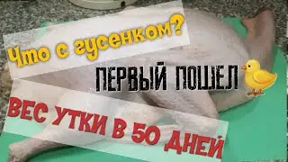 ЧТО С ГУСЕНКОМ/Первая утка/Вес утки в 50 дней/Результат радует/