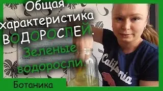Характеристика и классификация водорослей. Зеленые водоросли.