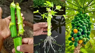 Grow a papaya tree from a cutting || Easy step-by-step method!