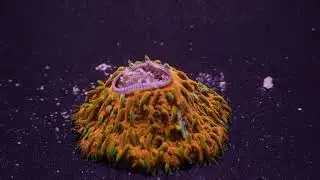 Plate Coral Devouring Nutramar Complete Pellets
