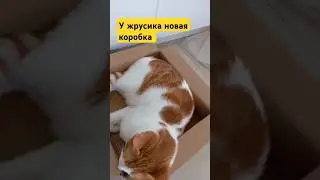 у жрусика новая коробка:)