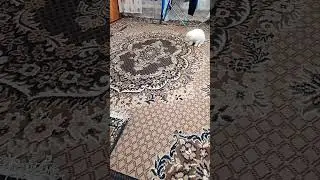 Освоилась