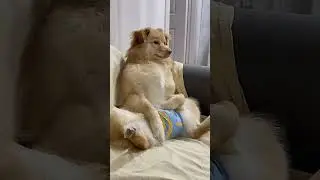 The Dog's Life: When Being a Dog Isn't Easy