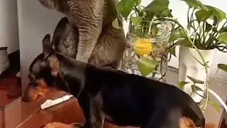 кошачий иван васильевич