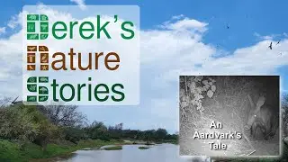 An Aardvark’s Tale